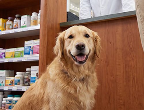The Cash Corner: Why Pet Health May Be Your Pharmacy’s Next Cash Business Opportunity